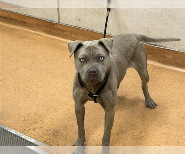 Medium Photo #1 Mutt Puppy For Sale in Martinez, CA, USA