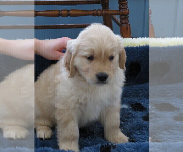 Medium Photo #4 Golden Retriever Puppy For Sale in MECHANICSVILLE, MD, USA