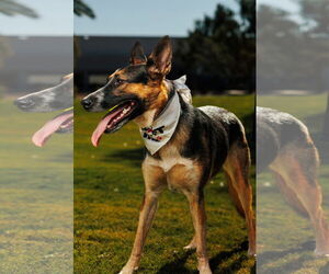 RAVEN #2 - Female German Shepherd Dog-Unknown Mix Dog for Adoption - Photo #2
