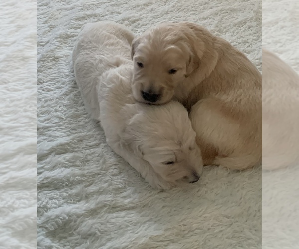 Medium Photo #6 Goldendoodle Puppy For Sale in COATESVILLE, PA, USA