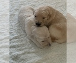 Small Photo #6 Goldendoodle Puppy For Sale in COATESVILLE, PA, USA