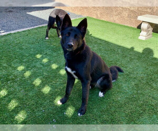 Medium Photo #1 Border Collie-Unknown Mix Puppy For Sale in Moreno Valley, CA, USA