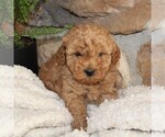 Small Photo #5 Poodle (Miniature) Puppy For Sale in MILLERSTOWN, PA, USA
