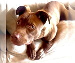 Small #2 Labrador Retriever Mix