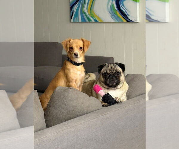 Medium Photo #4 Chihuahua-Unknown Mix Puppy For Sale in Raleigh, NC, USA