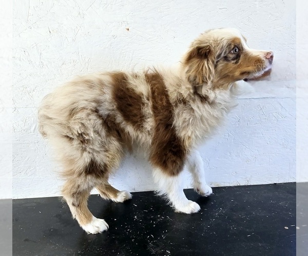 Medium Photo #1 Miniature Australian Shepherd Puppy For Sale in FREMONT, MI, USA