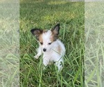 Small #1 Papillon