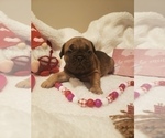 Small Photo #3 French Bulldog Puppy For Sale in SHELDON, WI, USA