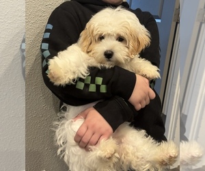Cavapoo Puppy for sale in KIRKLAND, WA, USA