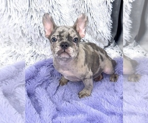 French Bulldog Puppy for sale in SANDY HOOK, KY, USA