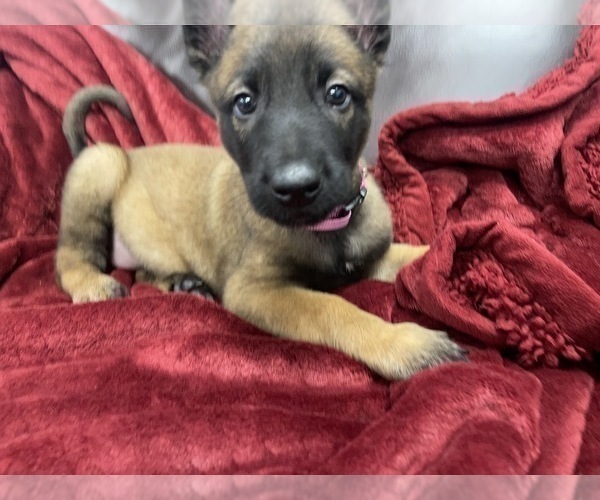 Medium Photo #105 Belgian Malinois Puppy For Sale in REESEVILLE, WI, USA