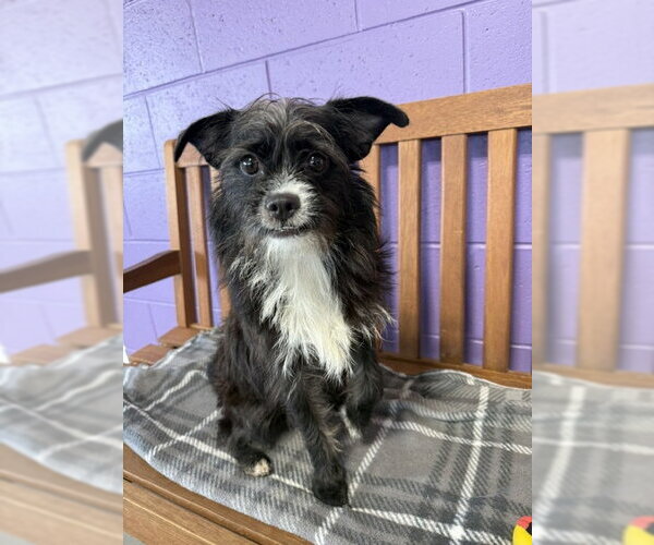 Medium Photo #3 Shih Tzu-Unknown Mix Puppy For Sale in Genesee, WI, USA