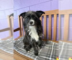Small #2 Shih Tzu Mix