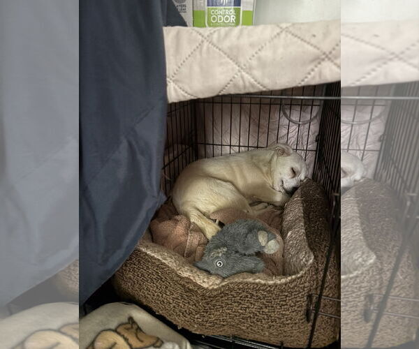 Medium Photo #5 Jack Chi Puppy For Sale in Holly Springs, NC, USA