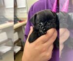 Puppy Rocco Pug