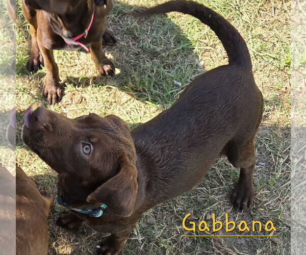 Medium Photo #1 Mutt Puppy For Sale in Jackson, MS, USA