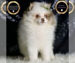 Puppy Twix AKC Male Pomeranian