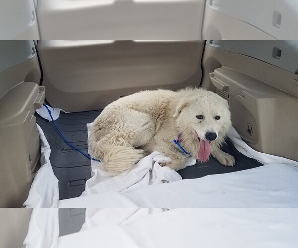 Medium Photo #73 Chow Chow-Great Pyrenees Mix Puppy For Sale in Houston, TX, USA