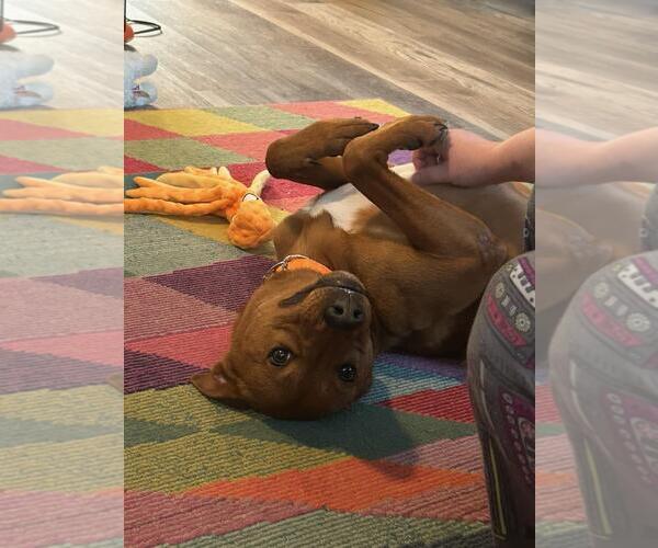 Medium Photo #22 American Pit Bull Terrier-Siberian Husky Mix Puppy For Sale in The Woodlands, TX, USA