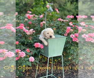 Golden Retriever Puppy for Sale in CARTHAGE, Missouri USA