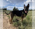 Small Photo #6 German Shepherd Dog-Unknown Mix Puppy For Sale in Kanab, UT, USA