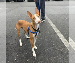 Mutt Dogs for adoption in Boston, MA, USA