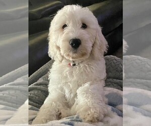 Double Doodle Puppy for sale in GULF BREEZE, FL, USA