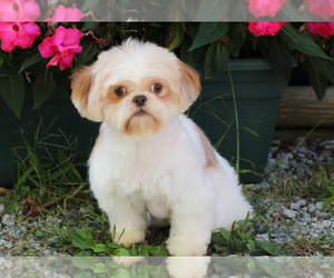 Mother of the Shih Tzu puppies born on 05/06/2025