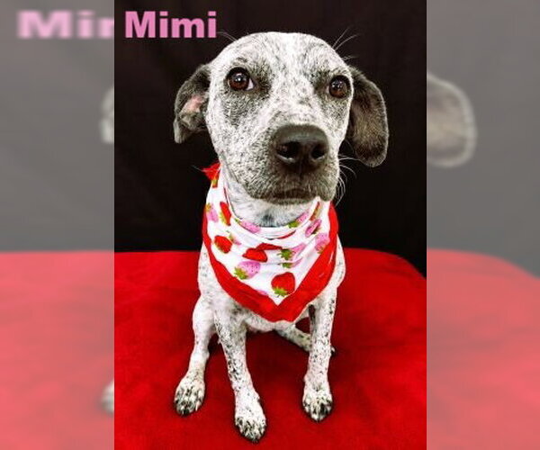 Medium Photo #4 Dalmatian-English Springer Spaniel Mix Puppy For Sale in Mt. Laurel, NJ, USA