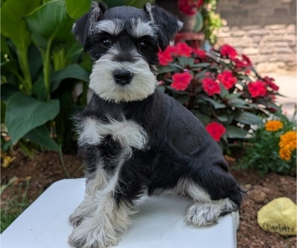 Medium Photo #40 Schnauzer (Miniature) Puppy For Sale in GOSHEN, IN, USA