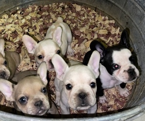 French Bulldog Puppy for sale in HOUSTON, TX, USA