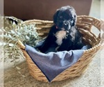 Puppy 7 Bernedoodle