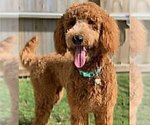 Small Photo #1 Goldendoodle Puppy For Sale in DELTONA, FL, USA