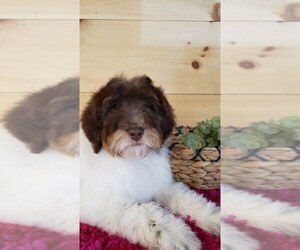 Poodle (Miniature)-Whoodle Mix Puppy for sale in DOSS, MO, USA
