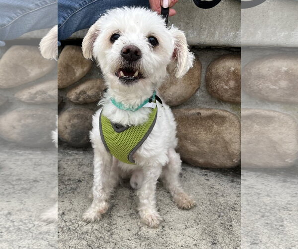 Medium Photo #1 Maltese-Unknown Mix Puppy For Sale in Mission Viejo, CA, USA
