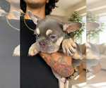 Small #4 French Bulldog
