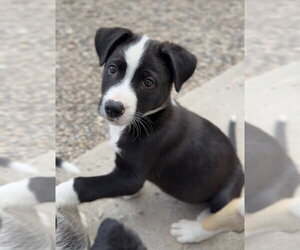 Mutt Dogs for adoption in Bemidji, MN, USA