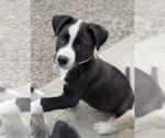 Small Mutt