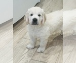 Puppy Jake English Cream Golden Retriever