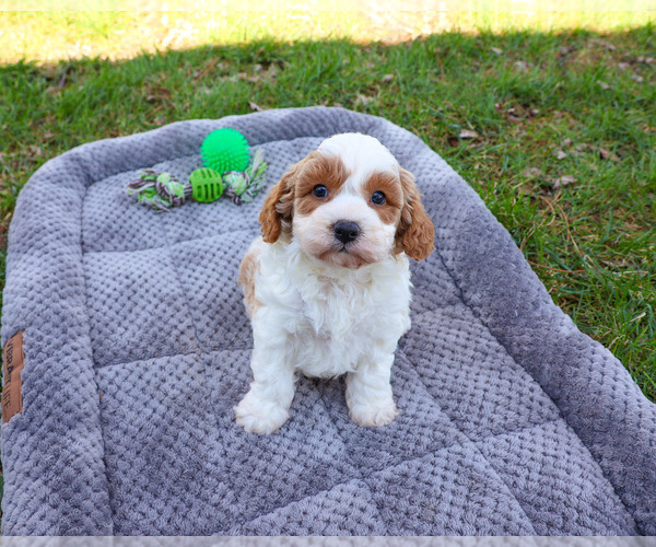 Medium Photo #4 Cavapoo (Miniature) Puppy For Sale in SYRACUSE, IN, USA