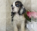Small #2 Cocker Spaniel