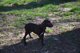 Medium German Shorthaired Pointer