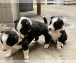 Small Photo #44 Border Collie Puppy For Sale in KANSAS CITY, MO, USA
