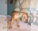 Small Photo #3 Rhodesian Ridgeback Puppy For Sale in CHILOQUIN, OR, USA