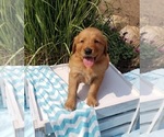 Small Photo #1 Golden Retriever Puppy For Sale in SHERIDAN, MI, USA