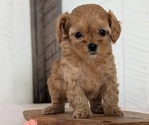 Small Photo #58 Cavapoo (Miniature) Puppy For Sale in GOSHEN, IN, USA