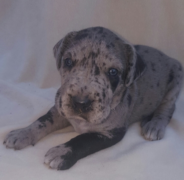 Medium Photo #1 Great Dane Puppy For Sale in NEW CAMBRIA, MO, USA