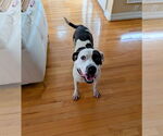 Small Photo #6 American Pit Bull Terrier-Unknown Mix Puppy For Sale in Virginia Beach, VA, USA