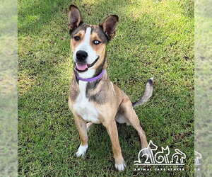 Catahoula Leopard Dog-Unknown Mix Dogs for adoption in Irvine, CA, USA