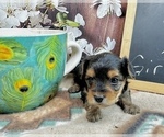 Small #4 Morkie